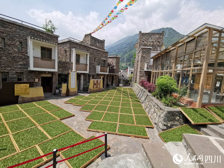 2016年正在曬春茶“茶祥子”制茶坊。受訪者供圖