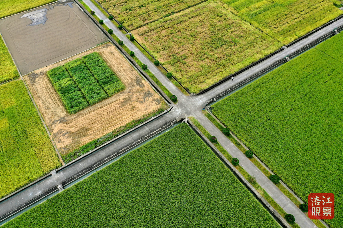 2024年8月30日,綿陽農(nóng)科院基地 周良斌1_1.jpg